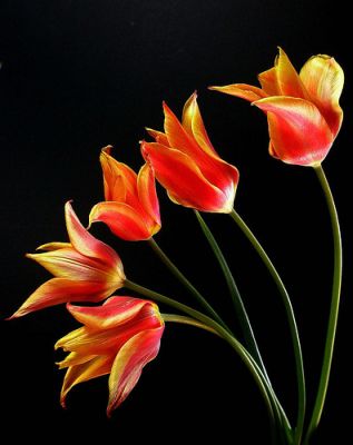 Decaying tulips (5), by tanakawho