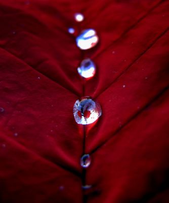 Poinsettia Water Drops, by peasap