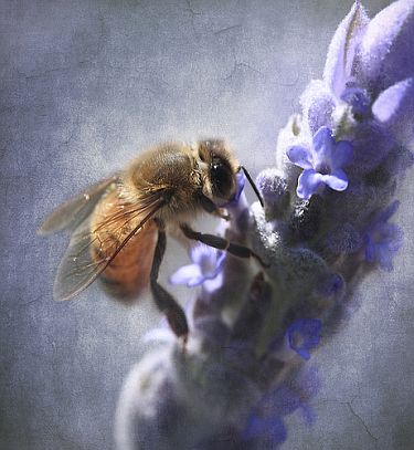 Lavender Bee, by aussiegall