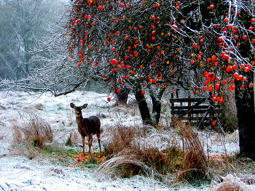 Winter Meal, by Jan Tik