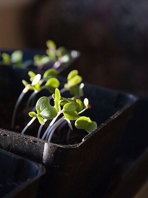 Brussel sprout seedlings, by Librarianguish