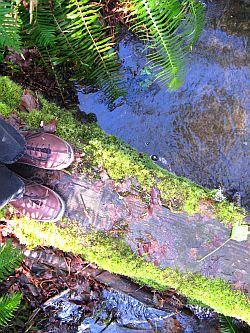 My feet on a mossy bridge, by Grace Kerina